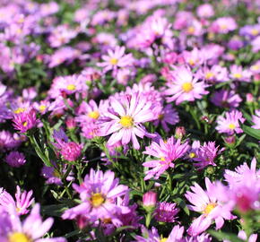 Hvězdnice novobelgická 'Eventide' - Aster novi-belgii 'Eventide'