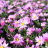 Aster novi-belgii 'Eventide'_01.JPG