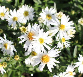 Hvězdnice novobelgická 'White Ladies' - Aster novi-belgii 'White Ladies'