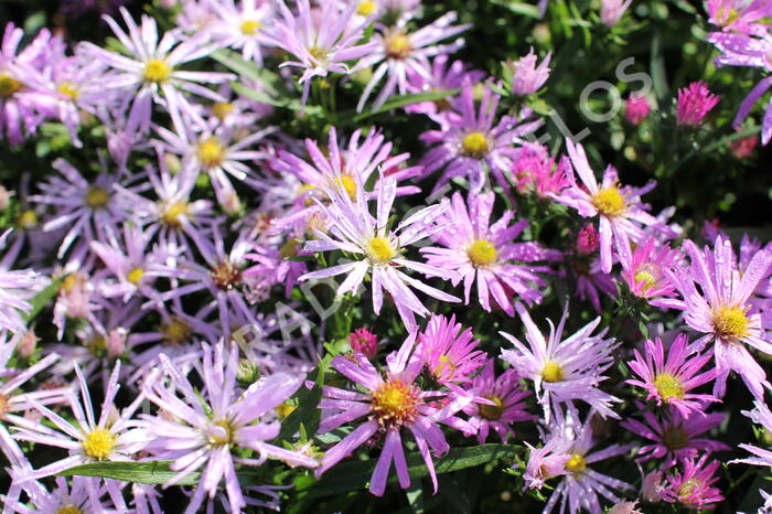 Hvězdnice novobelgická 'Rosenhügel' - Aster novi-belgii 'Rosenhügel'