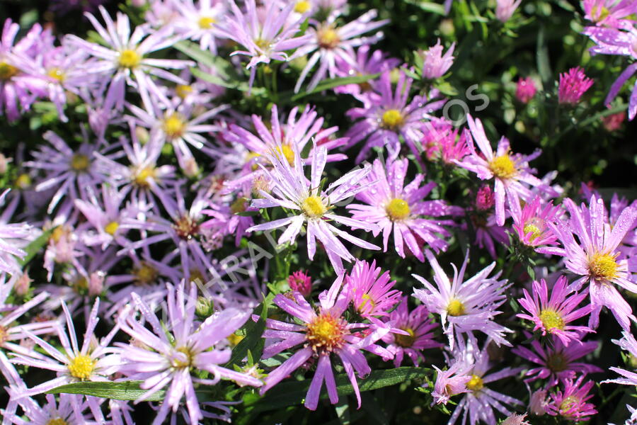 Hvězdnice novobelgická 'Rosenhügel' - Aster novi-belgii 'Rosenhügel'