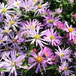 Hvězdnice novobelgická 'Rosenhügel' - Aster novi-belgii 'Rosenhügel'