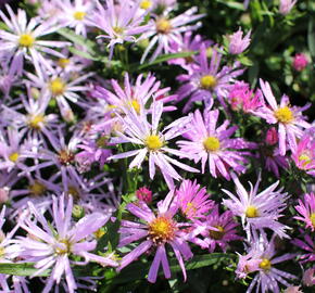 Hvězdnice novobelgická 'Rosenhügel' - Aster novi-belgii 'Rosenhügel'