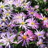 Aster novi-belgii 'Rosenhügel'.JPG