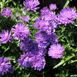 Hvězdnice novobelgická 'Almira Double Blue' - Aster novi-belgii 'Almira Double Blue'