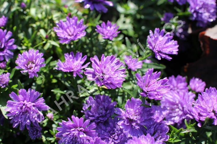 Hvězdnice novobelgická 'Almira Double Blue' - Aster novi-belgii 'Almira Double Blue'