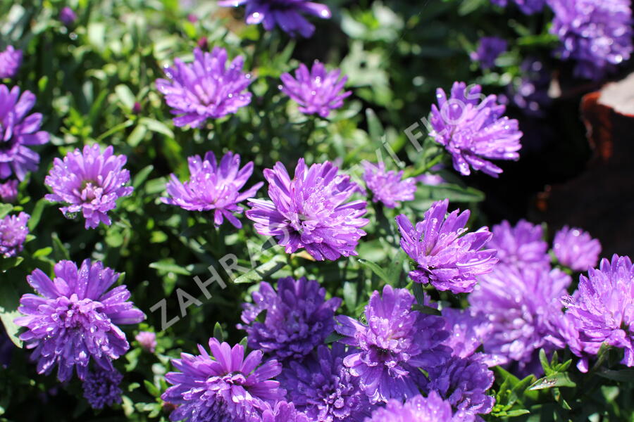 Hvězdnice novobelgická 'Almira Double Blue' - Aster novi-belgii 'Almira Double Blue'