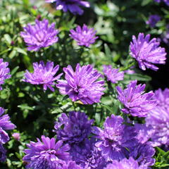 Hvězdnice novobelgická 'Almira Double Blue' - Aster novi-belgii 'Almira Double Blue'