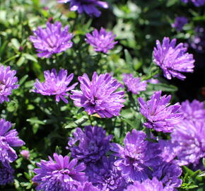 Hvězdnice novobelgická 'Almira Double Blue' - Aster novi-belgii 'Almira Double Blue'