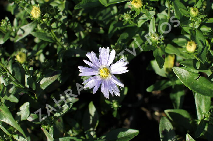 Hvězdnice novobelgická 'Milka' - Aster novi-belgii 'Milka'