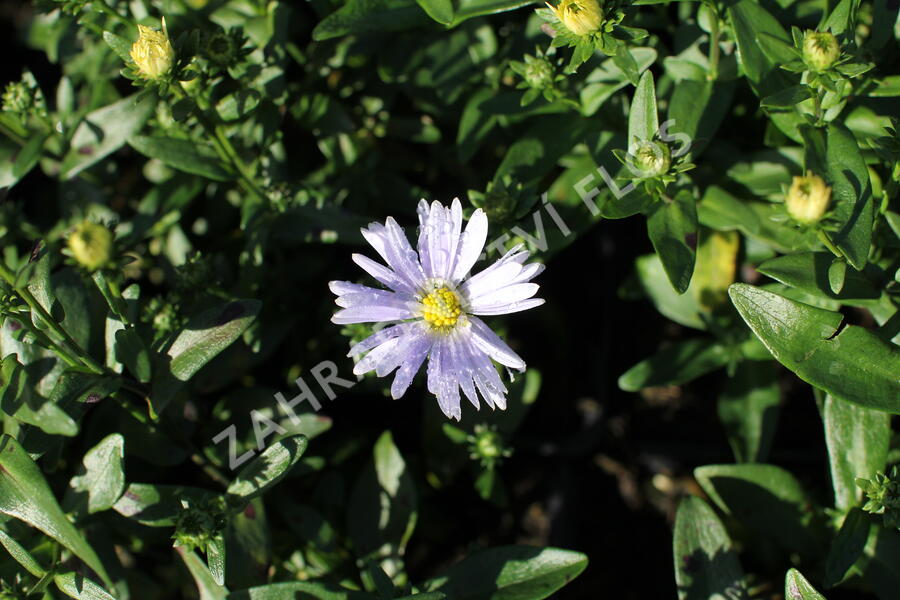 Hvězdnice novobelgická 'Milka' - Aster novi-belgii 'Milka'