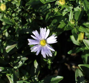 Hvězdnice novobelgická 'Milka' - Aster novi-belgii 'Milka'