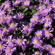 Hvězdnice novobelgická 'Magic Blue' - Aster novi-belgii 'Magic Blue'