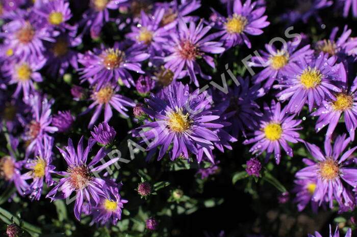 Hvězdnice novobelgická 'Magic Blue' - Aster novi-belgii 'Magic Blue'