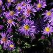 Hvězdnice novobelgická 'Magic Blue' - Aster novi-belgii 'Magic Blue'