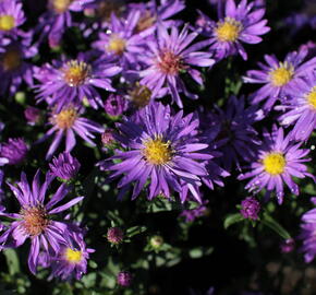 Hvězdnice novobelgická 'Magic Blue' - Aster novi-belgii 'Magic Blue'