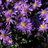 Aster novi-belgii 'Magic Blue'.JPG