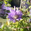 Plamének 'Kiri Te Kanawa' - Clematis 'Kiri Te Kanawa'