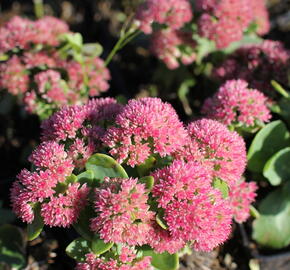 Rozchodník nachový 'Autumn Fire' - Sedum telephium 'Autumn Fire'