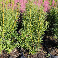 Tis prostřední 'Kazio' - Taxus media 'Kazio'