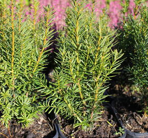 Tis prostřední 'Kazio' - Taxus media 'Kazio'