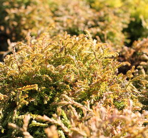 Zerav, túje západní 'Golden Tuffet' - Thuja occidentalis 'Golden Tuffet'