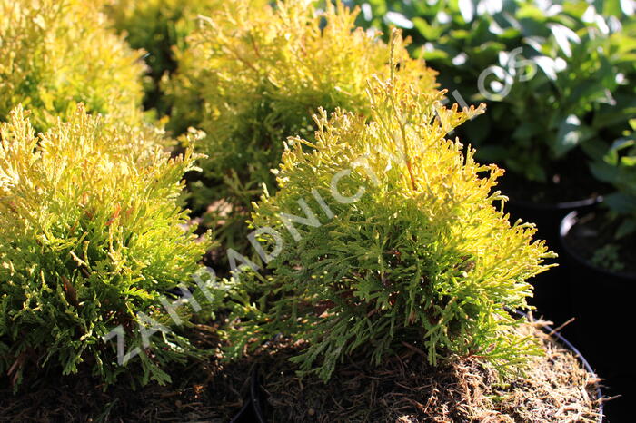 Zerav, túje západní 'Golden Anne' - Thuja occidentalis 'Golden Anne'