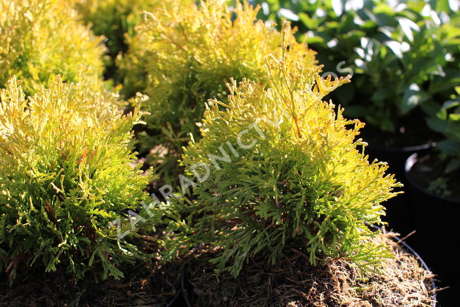 Zerav, túje západní 'Golden Anne' - Thuja occidentalis 'Golden Anne'