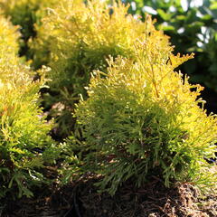 Zerav, túje západní 'Golden Anne' - Thuja occidentalis 'Golden Anne'