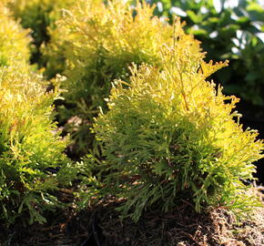 Zerav, túje západní 'Golden Anne' - Thuja occidentalis 'Golden Anne'