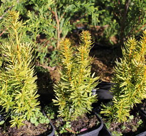 Tis červený 'David' - Taxus baccata 'David'