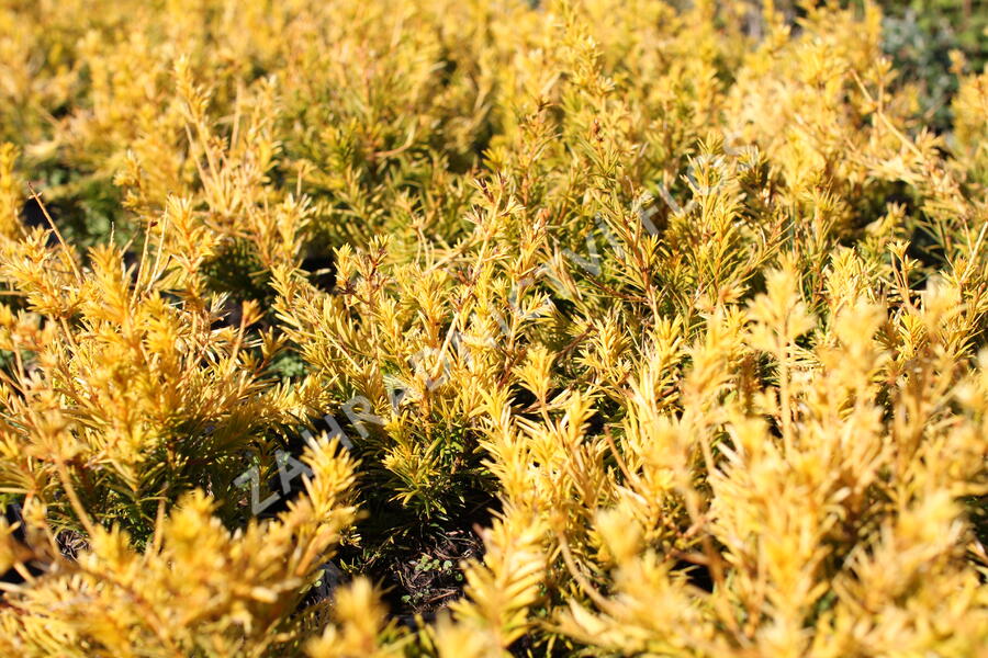 Tis prostřední 'Yellow Land' - Taxus media 'Yellow Land'