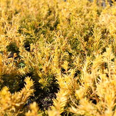 Tis prostřední 'Yellow Land' - Taxus media 'Yellow Land'