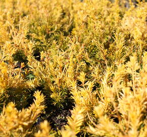 Tis prostřední 'Yellow Land' - Taxus media 'Yellow Land'