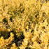 Taxus media 'Yellow Land'_01.JPG