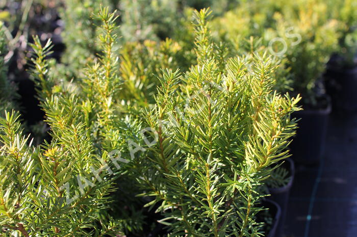 Tis prostřední 'Densiformis' - Taxus media 'Densiformis'