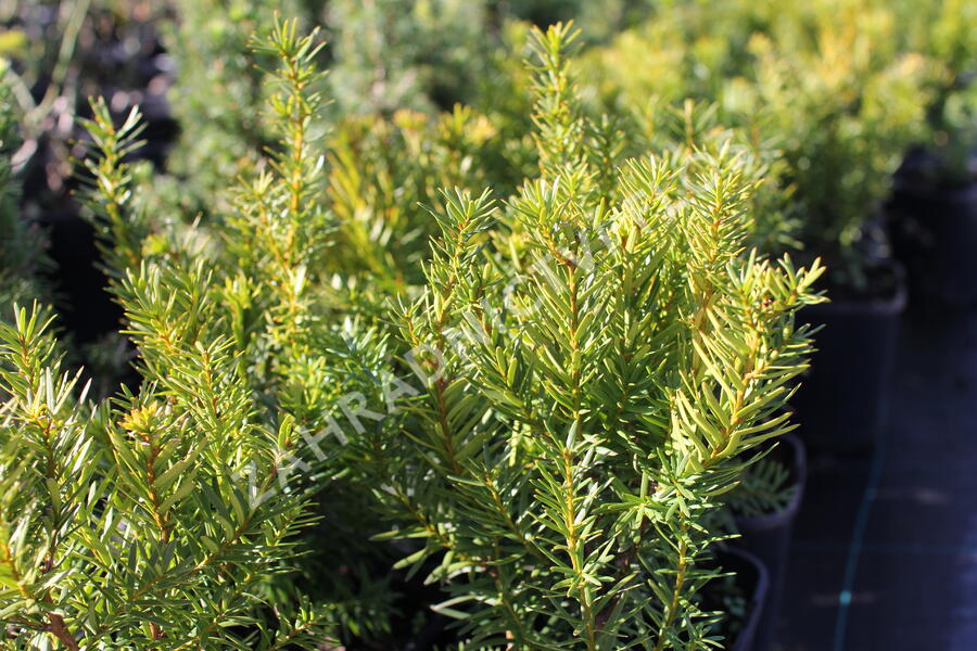 Tis prostřední 'Densiformis' - Taxus media 'Densiformis'