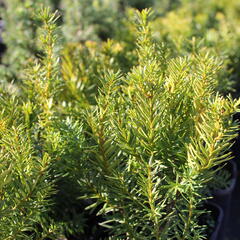 Tis prostřední 'Densiformis' - Taxus media 'Densiformis'