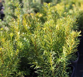 Tis prostřední 'Densiformis' - Taxus media 'Densiformis'