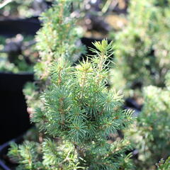 Smrk sivý 'J. W. Daisy's White' - Picea glauca 'J. W. Daisy's White'