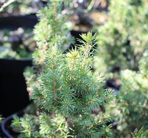 Smrk sivý 'J. W. Daisy's White' - Picea glauca 'J. W. Daisy's White'