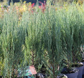 Jalovec skalní 'Blue Arrow' - Juniperus scopulorum 'Blue Arrow'