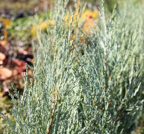 Jalovec skalní 'Moonglow' - Juniperus scopulorum 'Moonglow'