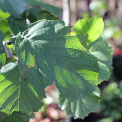 Olše srdčitá - Alnus cordata