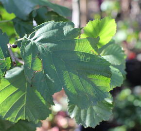 Olše srdčitá - Alnus cordata