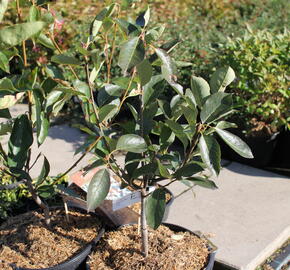 Muchovník hladký 'Ballerina' - Amelanchier laevis 'Ballerina'