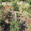 Cesmína obecná 'Bacciflava' - Ilex aquifolium 'Bacciflava'