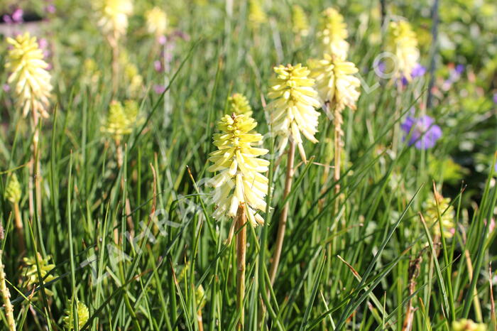 Kleopatřina jehla 'Poco Citron' - Kniphofia uvaria 'Poco Citron'®