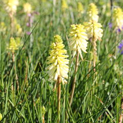 Kleopatřina jehla 'Poco Citron' - Kniphofia uvaria 'Poco Citron'®