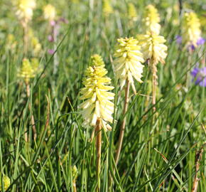 Kleopatřina jehla 'Poco Citron' - Kniphofia uvaria 'Poco Citron'®